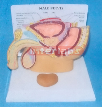 DESK-TYPE, HUMAN MALE HEALTH PELVIS AND DISEASED PROSTATE MODEL FOR DEMONSTRATION